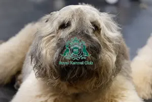 France Prints: Lua Nicolas from France's dog Pacho a Bouvier des Flandes today (Sunday 09)