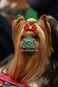 Lucie Fialova from Czech Republic with Cirilla, a Yorkshire Terr