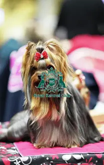Lucie Fialova from Czech Republic with Cirilla, a Yorkshire Terrier, (Sunday 12. 03. 23), the last day of Crufts 2023, at the NEC Birmingham