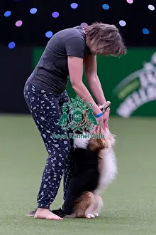 Heelwork To Music Competition Prints: Lucy Creek with Deltamadog Pobyddion Cae