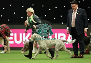 Lynda Adams, from Warwick with Jakob, a Slovakian Rough Haired Pointer, which was the Best of Breed winner today (Thursday 09. 03. 23), the first day of Crufts 2023, at the NEC Birmingham
