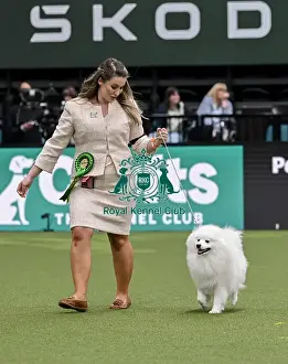 Japanese Spitz Prints: Lyndsey Jones from Flintshire with Ozzy