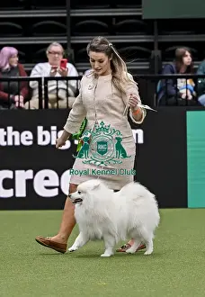 Japanese Spitz Prints: Lyndsey Jones from Flintshire with Ozzy