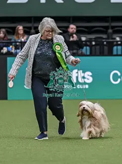 Tibetan Terrier Prints: Lynne Bateman from Daventry with Monica
