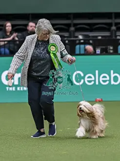 Tibetan Terrier Prints: Lynne Bateman from Daventry with Monica