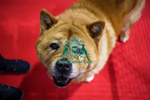 Crufts 2025 Discover Dogs Prints: Maddie the Chow Chow