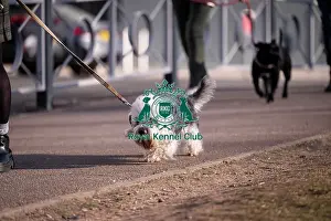 Crufts 2025 BeatMedia Prints: Malcy, a Dandie Dinmount Terrier