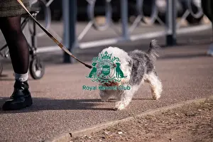 Crufts 2025 BeatMedia Prints: Malcy, a Dandie Dinmount Terrier