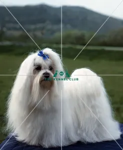 Maltese