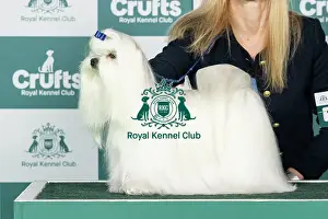 Saturday Prints: Maltese Best of Breed Crufts 2026