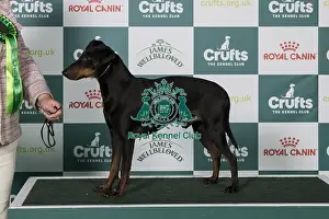 Crufts 2025 Best Of Breed Prints: Manchester Terrier BOB
