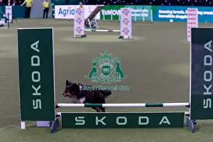 Small Championship Agility Final Prints: Marc Wingate-Wynne with Snazzy