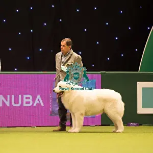 Maremma Sheepdog