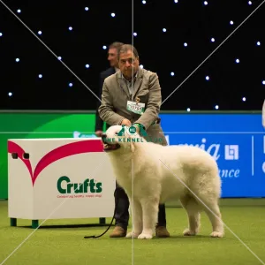 Crufts 2017