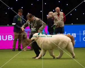 Maremma Sheepdog