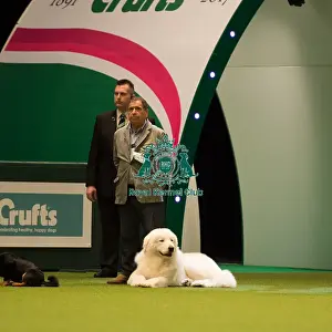 Maremma Sheepdog