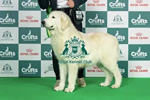 Thursday Prints: Maremma Sheepdog Best of Breed Crufts 2026