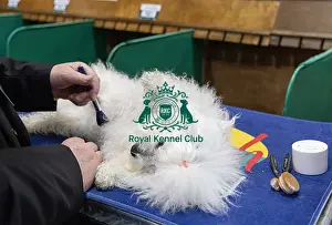 Mark Wratley from Birmingham with Enza a Bolognase who was competing today (Friday 07/03/25)