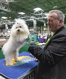 Bolognese Prints: Mark Wratley from Birmingham with Enza a Bolognase who was competing today (Friday 07/03/25)