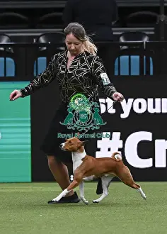 Basenji Prints: Martyna Domin, from Poland, with Ciastek