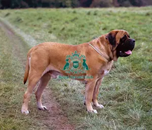 Mastiff