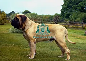 Working Group Prints: Mastiff