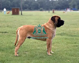 Working Group Prints: Mastiff