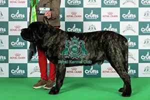 Thursday Prints: Mastiff Best of Breed Crufts 2026