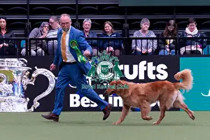 Crufts 2025 Prints: Matthijs Bos from Bannow, Ireland with Izzy