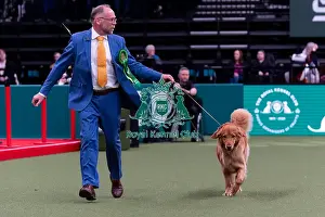 Crufts 2025 Prints: Matthijs Bos from Bannow, Ireland with Izzy