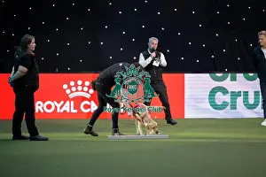 Crufts 2026 Main Arena Prints: Medical Detection Dog Display