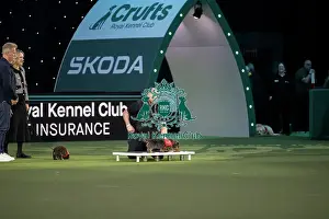 Crufts 2026 Main Arena Prints: Medical Detection Dog Display