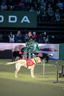 Crufts 2026 Main Arena Prints: Medical Detection Dog Display