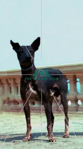 Mexican Hairless