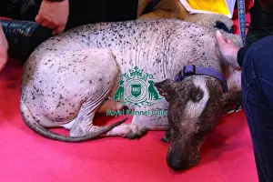 mexican hairless