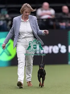 Crufts 2026 Junior Warrant Prints: Mia, an English Toy Terrier (Black & Tan)