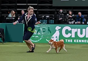 Japanese Shiba Inu Prints: Michaella Dunhill-Hall from Clumberpark with Yang