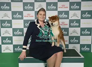 Japanese Shiba Inu Prints: Michaella Dunhill-Hall from Clumberpark with Yang