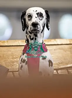 Mika a Dalmatian owned by Mr & Mrs Stubbings from North Lincolnshire who was competing today (Friday 07/03/25)