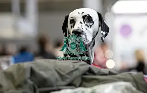 Mika a Dalmatian owned by Mr & Mrs Stubbings from North Lincolnshire who was competing today (Friday 07/03/25)