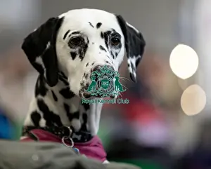 Mika a Dalmatian owned by Mr & Mrs Stubbings from North Lincolnshire who was competing today (Friday 07/03/25)