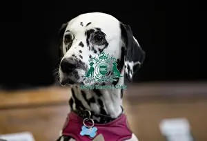 Mika a Dalmatian owned by Mr & Mrs Stubbings from North Lincolnshire who was competing today (Friday 07/03/25)