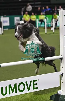 Agility Championships Prints: Mike Bendell & Falcon (AG CH Lookylooky Blue Falcon)