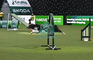 Agility Championships Prints: Mike Bendell & Falcon (AG CH Lookylooky Blue Falcon)