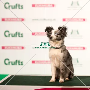Miniature American Shepherd