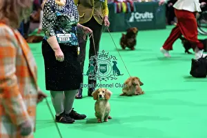 Judging Prints: Miniature Long-haired dachshunds competing for the best of breed award at Crufts 2025
