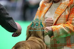 Judging Prints: Miniature Long-haired dachshunds competing for the best of breed award at Crufts 2025