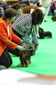 Miniature Long-haired dachshunds competing for the best of breed award at Crufts 2025