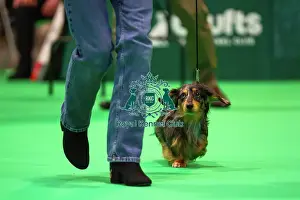 Judging Prints: Miniature Long-haired dachshunds competing for the best of breed award at Crufts 2025