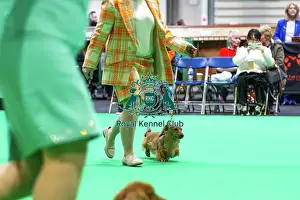 Judging Prints: Miniature Long-haired dachshunds competing for the best of breed award at Crufts 2025